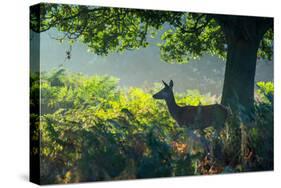A Red Deer Doe on an Early Autumn Morning in Richmond Park-Alex Saberi-Stretched Canvas
