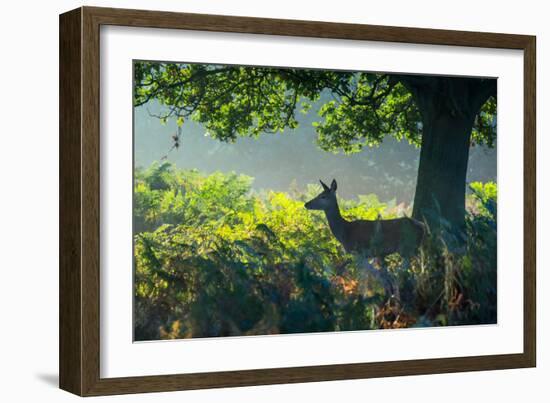 A Red Deer Doe on an Early Autumn Morning in Richmond Park-Alex Saberi-Framed Photographic Print