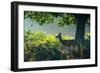 A Red Deer Doe on an Early Autumn Morning in Richmond Park-Alex Saberi-Framed Photographic Print