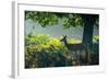 A Red Deer Doe on an Early Autumn Morning in Richmond Park-Alex Saberi-Framed Photographic Print