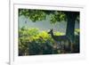 A Red Deer Doe on an Early Autumn Morning in Richmond Park-Alex Saberi-Framed Photographic Print