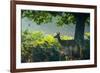 A Red Deer Doe on an Early Autumn Morning in Richmond Park-Alex Saberi-Framed Photographic Print