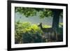 A Red Deer Doe on an Early Autumn Morning in Richmond Park-Alex Saberi-Framed Photographic Print