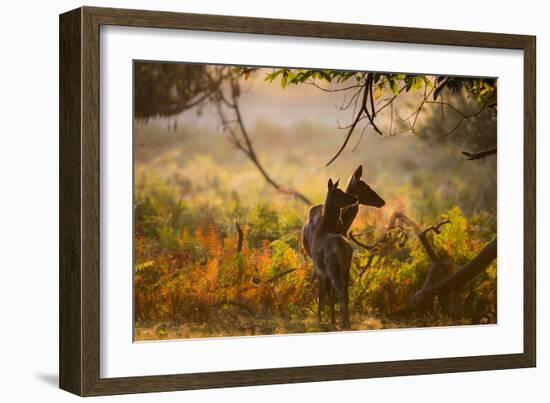 A Red Deer Mother and Young in the Autumn Leaves at Sunrise in Richmond Park-Alex Saberi-Framed Photographic Print
