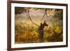 A Red Deer Mother and Young in the Autumn Leaves at Sunrise in Richmond Park-Alex Saberi-Framed Photographic Print