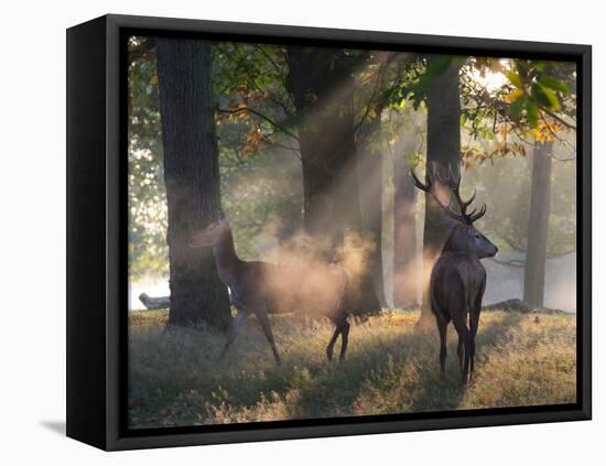 A Red Deer Stag and a Doe Wait in the Early Morning Mists in Richmond Park in Autumn-Alex Saberi-Framed Stretched Canvas