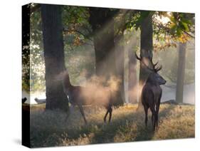 A Red Deer Stag and a Doe Wait in the Early Morning Mists in Richmond Park in Autumn-Alex Saberi-Stretched Canvas
