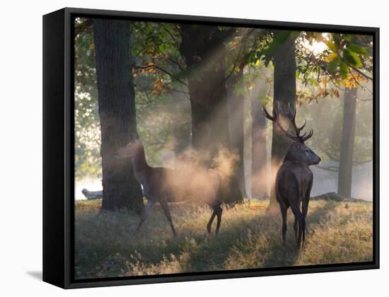 A Red Deer Stag and a Doe Wait in the Early Morning Mists in Richmond Park in Autumn-Alex Saberi-Framed Stretched Canvas