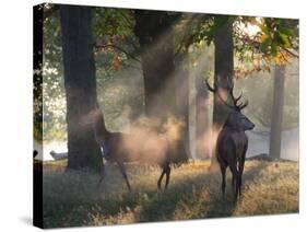 A Red Deer Stag and a Doe Wait in the Early Morning Mists in Richmond Park in Autumn-Alex Saberi-Stretched Canvas