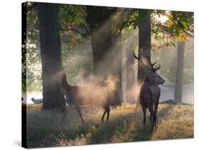 A Red Deer Stag and a Doe Wait in the Early Morning Mists in Richmond Park in Autumn-Alex Saberi-Stretched Canvas