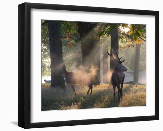 A Red Deer Stag and a Doe Wait in the Early Morning Mists in Richmond Park in Autumn-Alex Saberi-Framed Photographic Print