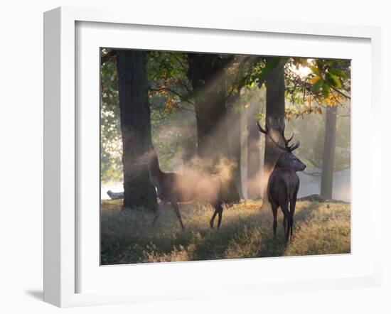 A Red Deer Stag and a Doe Wait in the Early Morning Mists in Richmond Park in Autumn-Alex Saberi-Framed Photographic Print