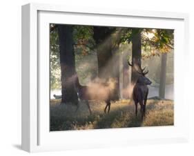 A Red Deer Stag and a Doe Wait in the Early Morning Mists in Richmond Park in Autumn-Alex Saberi-Framed Photographic Print