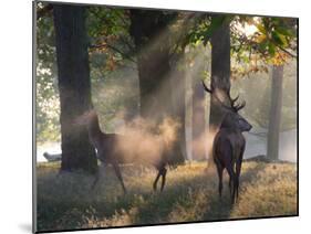 A Red Deer Stag and a Doe Wait in the Early Morning Mists in Richmond Park in Autumn-Alex Saberi-Mounted Photographic Print