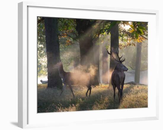 A Red Deer Stag and a Doe Wait in the Early Morning Mists in Richmond Park in Autumn-Alex Saberi-Framed Photographic Print