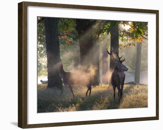 A Red Deer Stag and a Doe Wait in the Early Morning Mists in Richmond Park in Autumn-Alex Saberi-Framed Photographic Print