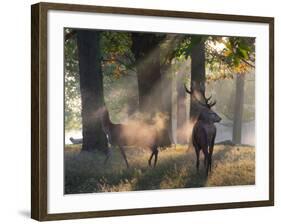 A Red Deer Stag and a Doe Wait in the Early Morning Mists in Richmond Park in Autumn-Alex Saberi-Framed Photographic Print