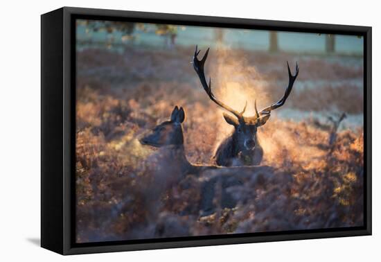 A Red Deer Stag and Doe in the Autumn Mists of Richmond Park During the Rut-Alex Saberi-Framed Stretched Canvas