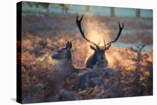 A Red Deer Stag and Doe in the Autumn Mists of Richmond Park During the Rut-Alex Saberi-Stretched Canvas