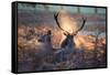 A Red Deer Stag and Doe in the Autumn Mists of Richmond Park During the Rut-Alex Saberi-Framed Stretched Canvas