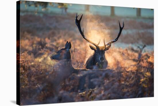 A Red Deer Stag and Doe in the Autumn Mists of Richmond Park During the Rut-Alex Saberi-Stretched Canvas