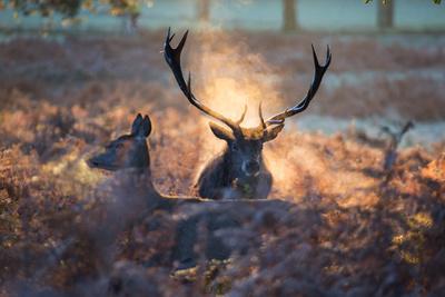 https://imgc.allpostersimages.com/img/posters/a-red-deer-stag-and-doe-in-the-autumn-mists-of-richmond-park-during-the-rut_u-L-POKPR80.jpg?artPerspective=n
