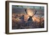 A Red Deer Stag and Doe in the Autumn Mists of Richmond Park During the Rut-Alex Saberi-Framed Photographic Print