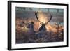 A Red Deer Stag and Doe in the Autumn Mists of Richmond Park During the Rut-Alex Saberi-Framed Photographic Print