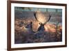 A Red Deer Stag and Doe in the Autumn Mists of Richmond Park During the Rut-Alex Saberi-Framed Photographic Print