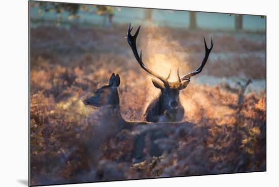 A Red Deer Stag and Doe in the Autumn Mists of Richmond Park During the Rut-Alex Saberi-Mounted Photographic Print