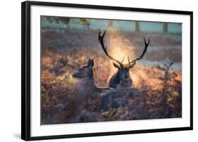 A Red Deer Stag and Doe in the Autumn Mists of Richmond Park During the Rut-Alex Saberi-Framed Photographic Print