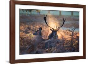 A Red Deer Stag and Doe in the Autumn Mists of Richmond Park During the Rut-Alex Saberi-Framed Photographic Print