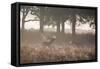 A Red Deer Stag Bellows Out as a Doe Watches During the Rut in Richmond Park-Alex Saberi-Framed Stretched Canvas