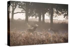 A Red Deer Stag Bellows Out as a Doe Watches During the Rut in Richmond Park-Alex Saberi-Stretched Canvas