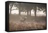 A Red Deer Stag Bellows Out as a Doe Watches During the Rut in Richmond Park-Alex Saberi-Framed Stretched Canvas