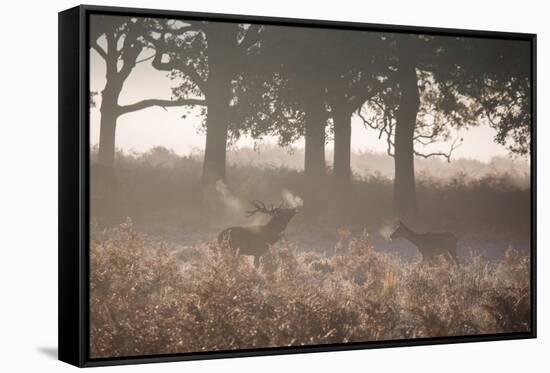 A Red Deer Stag Bellows Out as a Doe Watches During the Rut in Richmond Park-Alex Saberi-Framed Stretched Canvas