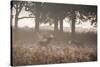 A Red Deer Stag Bellows Out as a Doe Watches During the Rut in Richmond Park-Alex Saberi-Stretched Canvas