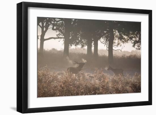 A Red Deer Stag Bellows Out as a Doe Watches During the Rut in Richmond Park-Alex Saberi-Framed Photographic Print