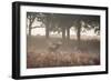 A Red Deer Stag Bellows Out as a Doe Watches During the Rut in Richmond Park-Alex Saberi-Framed Photographic Print