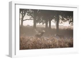 A Red Deer Stag Bellows Out as a Doe Watches During the Rut in Richmond Park-Alex Saberi-Framed Photographic Print