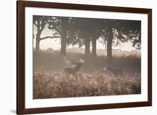 A Red Deer Stag Bellows Out as a Doe Watches During the Rut in Richmond Park-Alex Saberi-Framed Photographic Print