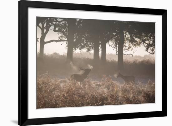 A Red Deer Stag Bellows Out as a Doe Watches During the Rut in Richmond Park-Alex Saberi-Framed Photographic Print