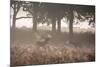 A Red Deer Stag Bellows Out as a Doe Watches During the Rut in Richmond Park-Alex Saberi-Mounted Photographic Print