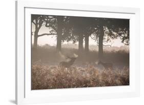 A Red Deer Stag Bellows Out as a Doe Watches During the Rut in Richmond Park-Alex Saberi-Framed Photographic Print