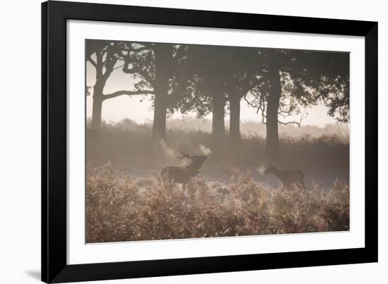A Red Deer Stag Bellows Out as a Doe Watches During the Rut in Richmond Park-Alex Saberi-Framed Photographic Print