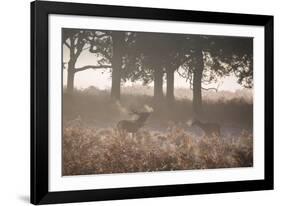 A Red Deer Stag Bellows Out as a Doe Watches During the Rut in Richmond Park-Alex Saberi-Framed Photographic Print