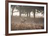 A Red Deer Stag Bellows Out as a Doe Watches During the Rut in Richmond Park-Alex Saberi-Framed Photographic Print