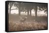 A Red Deer Stag Bellows Out as a Doe Watches During the Rut in Richmond Park-Alex Saberi-Framed Stretched Canvas