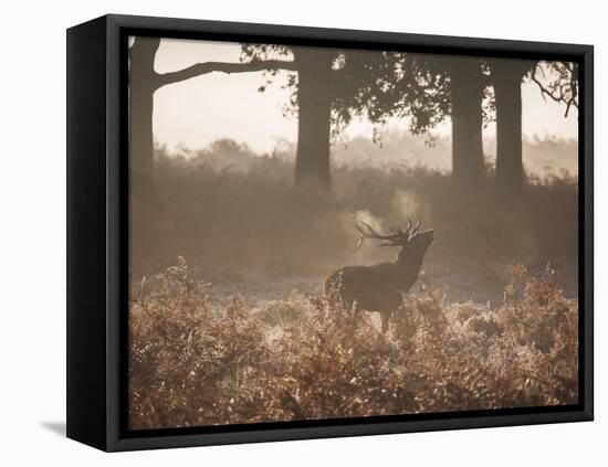 A Red Deer Stag Bellows Out During the Rut in Richmond Park-Alex Saberi-Framed Stretched Canvas