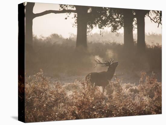 A Red Deer Stag Bellows Out During the Rut in Richmond Park-Alex Saberi-Stretched Canvas